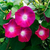 Scarlet O'Hara Morning Glory Flower Seeds - Open-Pollinated for Seed Saving - Non-Hybrid & Non-GMO - Heirloom Canada Flower Seeds