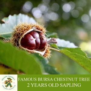 Famous Bursa Chestnut Sapling, Grafted Ready for Planting, Tubed Soil, 2 Years Old Chestnut Tree with Abundant Fruit, Open Pollination