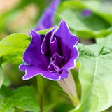 Dwarf Picotee Morning Glory Seeds, Flower Seeds
