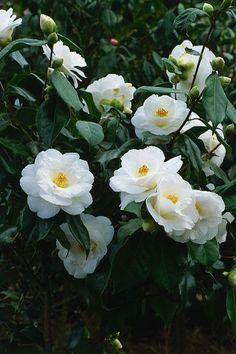 camellia sasanqua white dove Flower Delivery