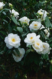 camellia sasanqua white dove Flower Delivery