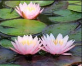 Lotus Flower10 Seeds - Water Lily