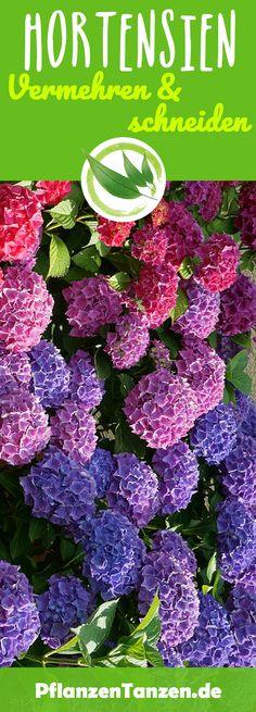 Hortensien Pflege 2023 - Schneiden, vermehren, ??berwintern Flower Delivery
