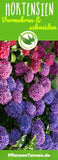 Hortensien Pflege 2023 - Schneiden, vermehren, ??berwintern Flower Delivery