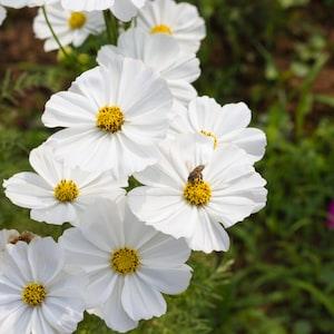 White Cosmos Seeds, Cosmos Seeds, Flower Seeds