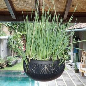 Bali coconut planter set of 4 per order perfect for indoor or outdoor orchids, succulents, veggies, or herbs
