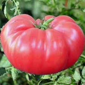 30 Seeds- Organic Brandywine Tomato Seeds-Z161-Solanum lycopersicum-Delicious Red Brandywine -Open Pollinated Non GMO