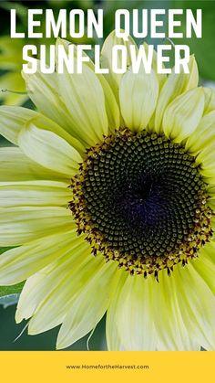 Lemon Queen Sunflower Flower Delivery