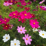 Multicolored cosmos, seeds, seeds, flowers, annual, garden, gardening, outdoor, plant, flowers pink, fuchsia, white, whitequartz