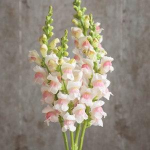 30 Appleblossom Snapdragon Seeds / Antirrhinum majus / Cut Flower / Container Gardening / English Garden / Wildflowers