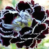 30+ Fragrant Carnation Black / White Velvet Lace Perennial Flower Seeds