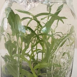 Orchid in flask terrarium.  More than 10 Epidendrums !