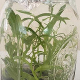 Orchid in flask terrarium.  More than 10 Epidendrums !