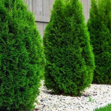 Evergreen Seeds/ eastern arborvitae