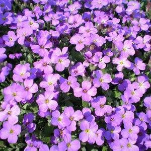 500 PURPLE ROCKCRESS Rock Cress Aubrieta Deltoidea Flower Seeds