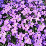 500 PURPLE ROCKCRESS Rock Cress Aubrieta Deltoidea Flower Seeds