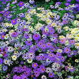100 Seeds- Swan River Daisy Mix Flower Seeds-Brachyscome Iberidifolia-pv478