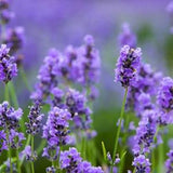 Hidcote Blue Lavender Seeds, Perennial Lavender Seeds, Herb Seeds, Flower Seeds