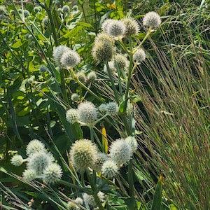 Rattlesnake Master - Eryngium Yuccifolium 30 seeds - Bee Magnet, Nectar Plant, Chemical Free, Bee and Pollinator Safe Native Perennial