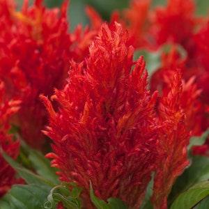 Chinese Wool Flower - Celosia argentea - Rare 'Plants' Seeds - catkins, Red-Pink, lambs tail, albizzia, Velvet Flower, Feathered Amaranth