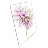 Delicate Soft White Pink Botanical Peony Flower Floral Watercolour Illustration