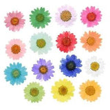 Dried Flowers Pressed Dry Daisy Epoxy Resin Jewelry Making Materials 120Pcs/Lot