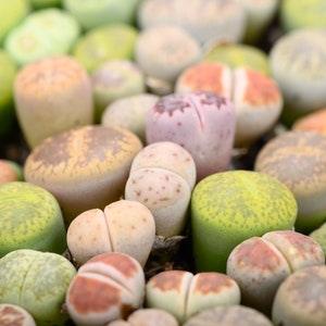 Mixed lithops seeds not plant, living stones, exotic succulent, cute indoor plant, exotic succulent, colourful plant, house warming gift