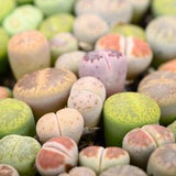 Mixed lithops seeds not plant, living stones, exotic succulent, cute indoor plant, exotic succulent, colourful plant, house warming gift