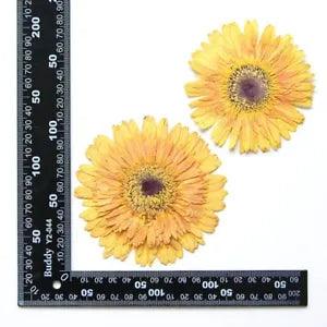 2PCS Real Pressed Dry daisy Flower, Large yellow Flower Head for art FSS26 #5