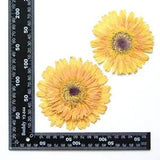 2PCS Real Pressed Dry daisy Flower, Large yellow Flower Head for art FSS26 #5