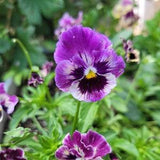 Pansy ch?lon / Pens??e Ch?lon