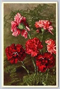 Flowers~Red Pink Dianthus Caryophyllus L~Carnation~Thor E Gyger Vintage Postcard