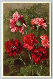 Flowers~Red Pink Dianthus Caryophyllus L~Carnation~Thor E Gyger Vintage Postcard