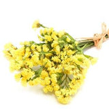 Wavyleaf Sea Lavender Statice Yellow Flowers 0.3g - 70 NON GMO Seeds - Limonium Sinuatum