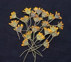Yellow Pressed Flowers with Stems Resin Card Making Materials DIY Floral Decors