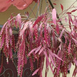 Mistletoe Cactus - Rhipsalis ramulosa - Rare 'Cactus' Seeds - Rat Tail Cactus, Green-Pink, Spaghetti Cactus, Cactaceae, Jungle Cactus