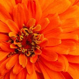 Heirloom Zinnia Orange King Flower Seed Cutting Garden Organic Non Gmo Pollinator Butterfly