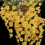 Dendrobium aggregatum
