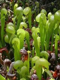Darlingtonia californica | California Pitcher Plant | Cobra Lily | 20 Seeds