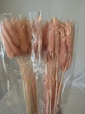 Dry Bunny Tail Grass Dried Natural Flower Rabbittail DIY Decor NEW Pink