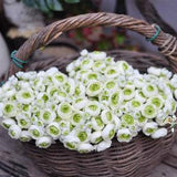 White green picasso ranunculus/ Silk Mini Ranunculus/Artificial Silk Ranunculus/Rose Buds for wedding home decor