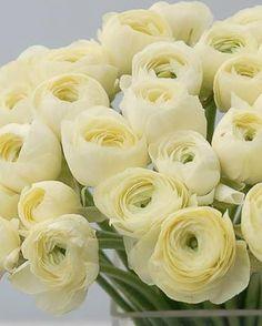 Italian Ranunculus 'Elegance? Crema' ?? Buy online at Farmer Gracy UK Flower Delivery