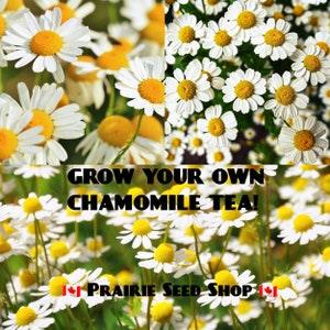 German Chamomile Seeds Canada, Matricaria Recuita, 100+ Seeds, Hardy Annual Flower, Tea Herb, Container Gardening, White Tea Flower