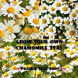 German Chamomile Seeds Canada, Matricaria Recuita, 100+ Seeds, Hardy Annual Flower, Tea Herb, Container Gardening, White Tea Flower