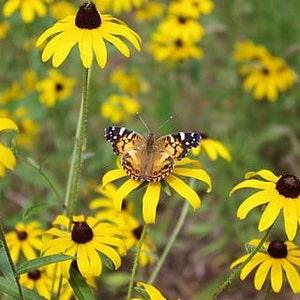 Black Eyed Susan Seed pack - Rudbeckia hirta flower seeds