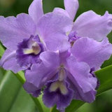 Rlc. Volcano Blue Queen