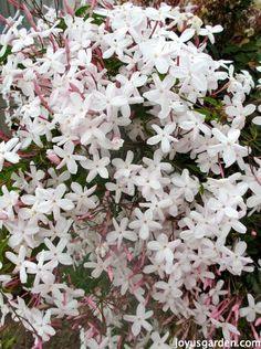 How To Care For The Sweet Pink Jasmine Everybody Loves Flower Delivery
