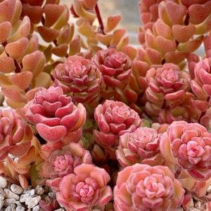 Sedum Versadense Seeds | Succulent Seeds