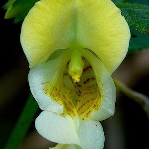 HIMALAYAN JEWEL ORCHID, Touch-me-not, Jewelweed Impatiens scabrida 5 Seeds