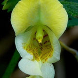 HIMALAYAN JEWEL ORCHID, Touch-me-not, Jewelweed Impatiens scabrida 5 Seeds